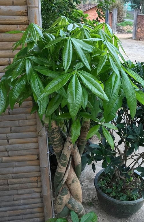 听音乐也嫩长？神奇吧！