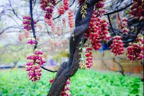 南方春节花园荒芜？试试这8种正月开花植物