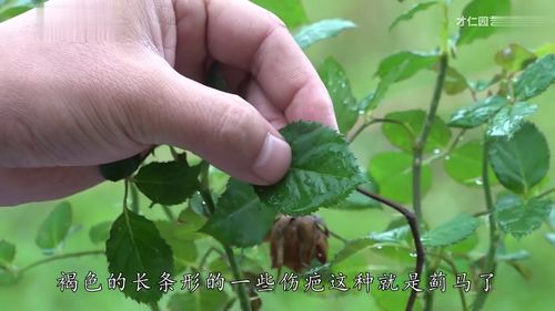 我的自创灭杀蓟马终极杀招