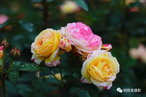 爱丽丝梦游仙境中的后花园