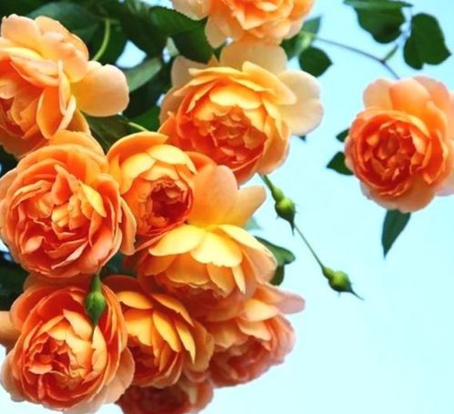 月季花开， 香飘四溢