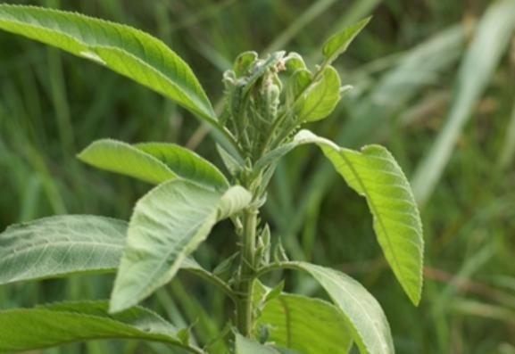 艾草属于菊科植物？它的真正归属是
