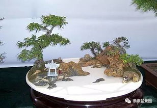 水旱盆景的奥秘