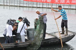 螃蟹雨天前后活动频繁，渔业捕捞宜选雨天