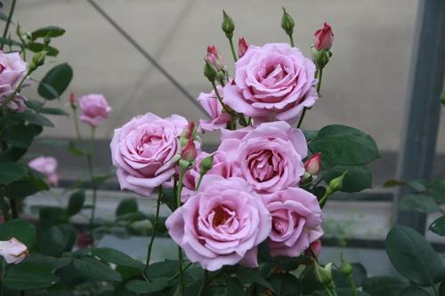 薰衣草花环月季：淡紫色花朵， 花朵较小，可多季开花