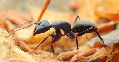 夏季蚂蚁泛滥怎么办？灭蚂蚁有绝招吗