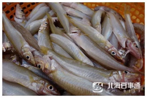 火鸭价格波动，一斤多少钱取决于市场供需