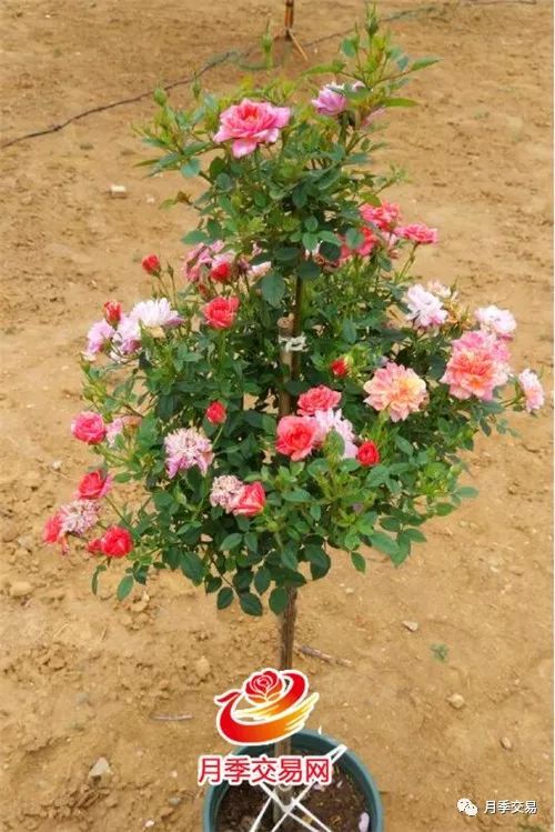 解决方法：耐心等待， 细心呵护