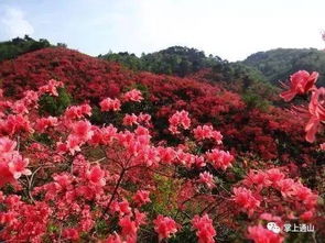 揭秘干支杜鹃花的绽放周期：何时盛开？