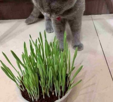 猫草土培种植，需了解浇水频率