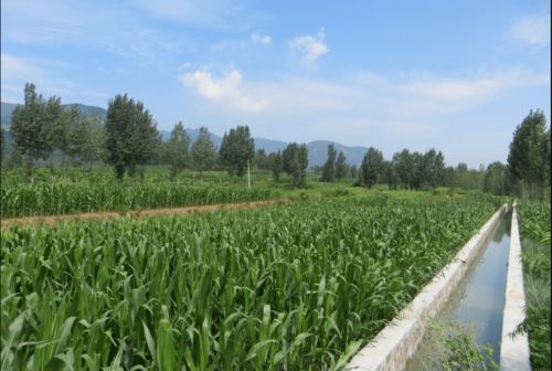 出差一周没人浇水怎么办？