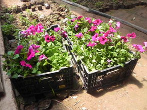 春季花卉苗木修剪：一场与自然的亲密对话