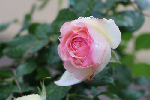 月季花儿开得美，小罗迪的花期怎么算？