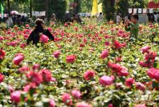 月季园：历史的见证者