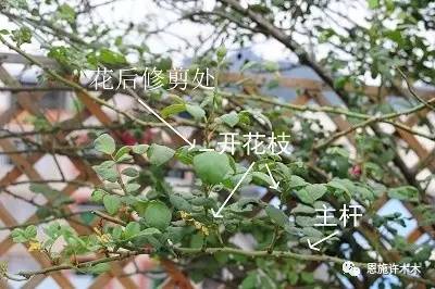 大藤本月季冬季修剪方法中，有哪些注意事项需要特别注意