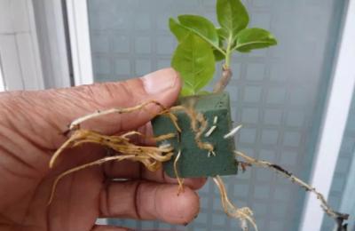 选择合适土壤种植玫瑰花