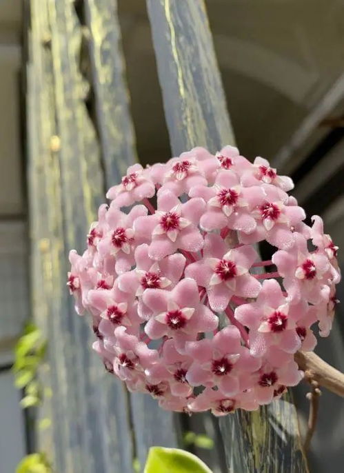 球兰的养护环境