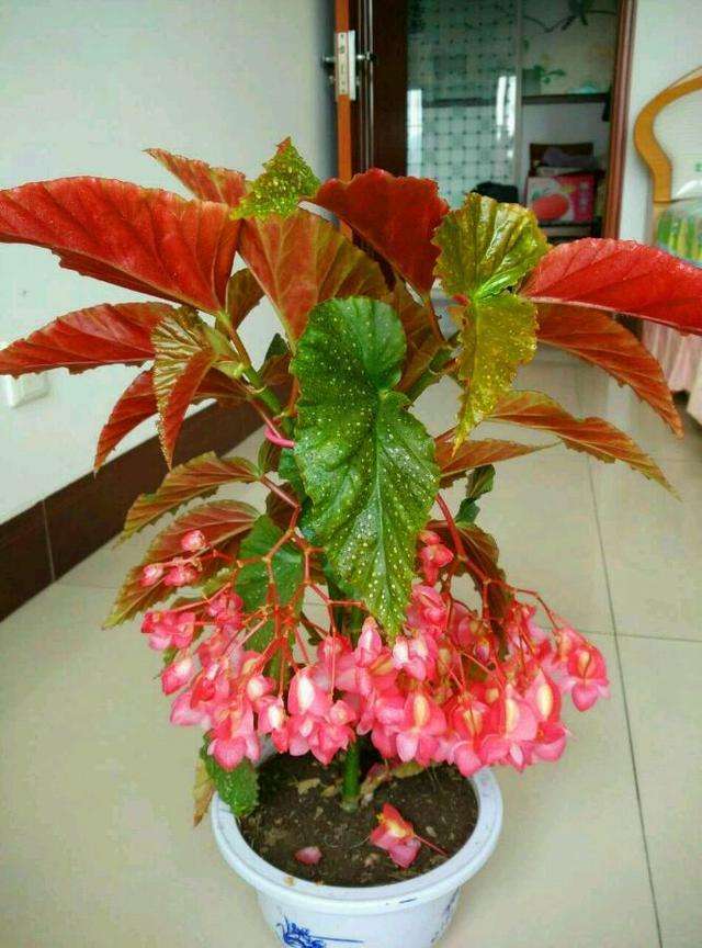 竹节海棠花期长，花蕾现枝头，春季赏花新宠！