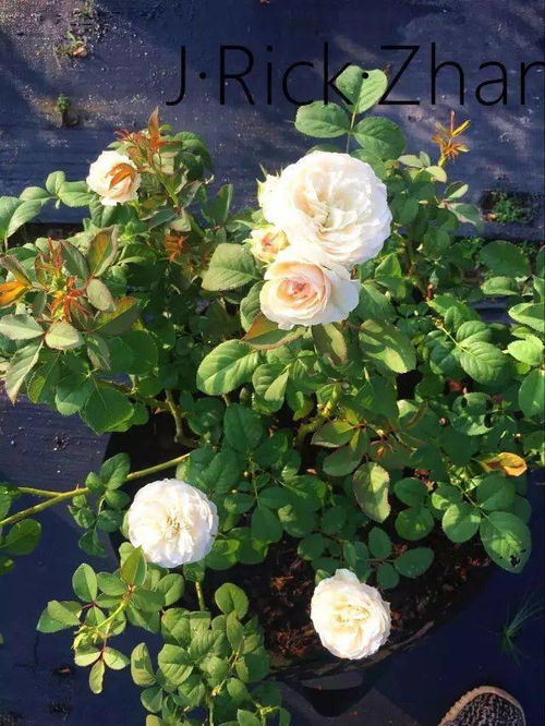 可爱玫迪兰月季和可爱美地兰月季的区别大揭秘