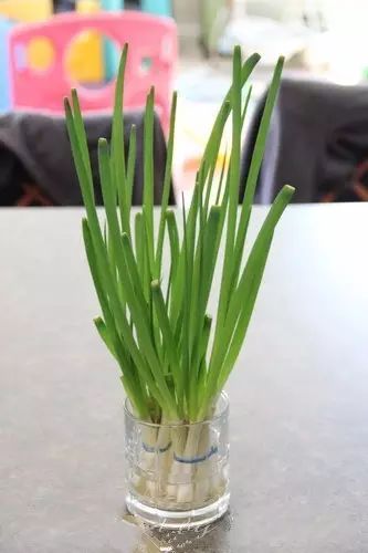 水培蒜不发芽，是土壤问题还是蒜种问题
