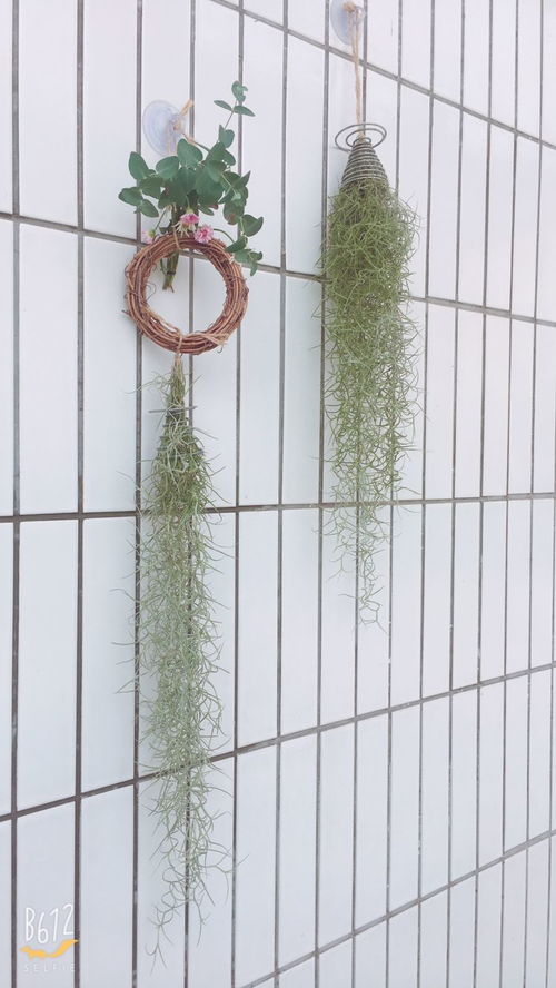 墙上的攀爬植物，选择丰富，让墙面变得有趣和富有层次感