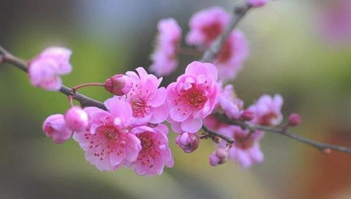 四、春天的梅花