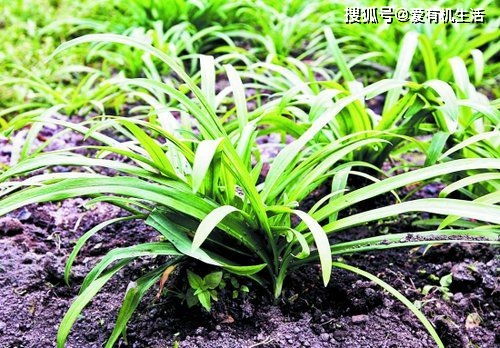 韭菜， 味道独特，无需农药