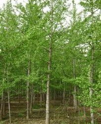 dan是dan是种银杏树也有点麻烦的