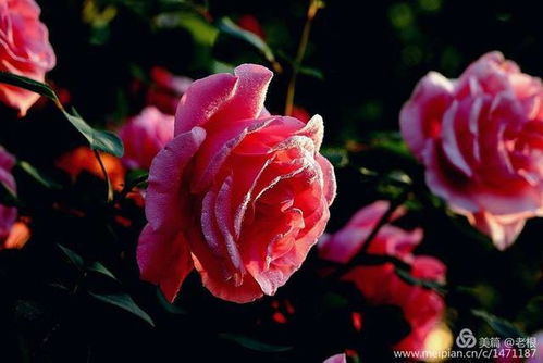 月季花，那美丽的精灵