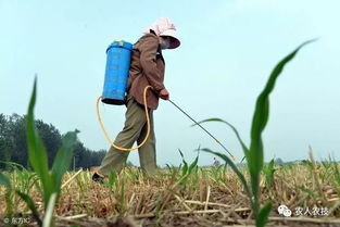 风大使用除草剂的影响