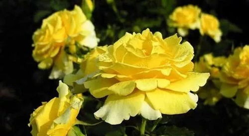 施肥管理：月季的小肚皮也要吃饱饱