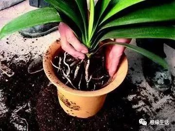 君子兰繁殖土壤的选择与处理