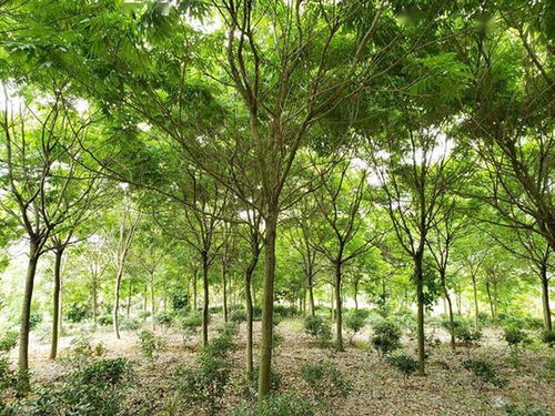 绿化原则要记牢