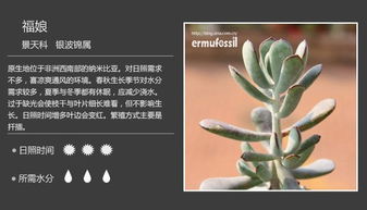罗汉松果种子，如何巧妙一分为二