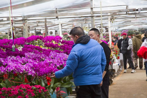 济南花卉市场的变迁与魅力
