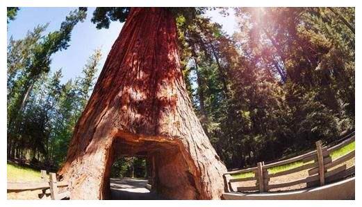 病虫害，让树木痛苦空心