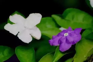 茉莉花， 轻拿轻放，小心别伤到它