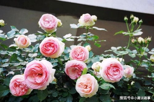 重剪，月季的新生力量