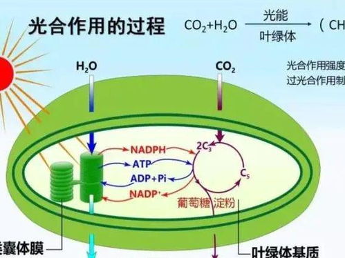 光和细菌的用途