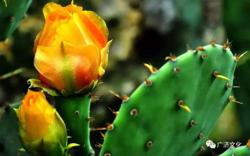 黄花仙人掌的品种揭秘