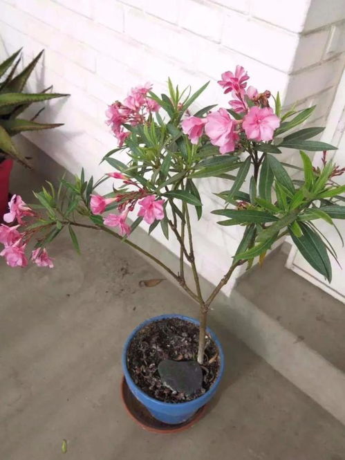 夹竹桃的摆放与注意事项