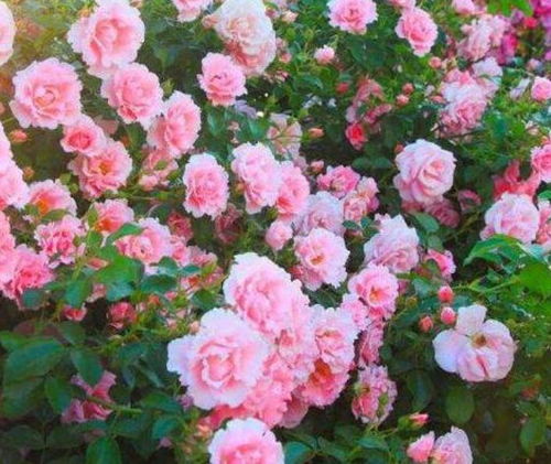 蔷薇花的日常护理