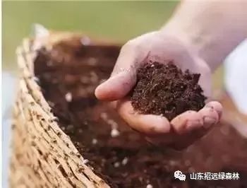 花卉通用培养土怎么用？如何搭配营养元素