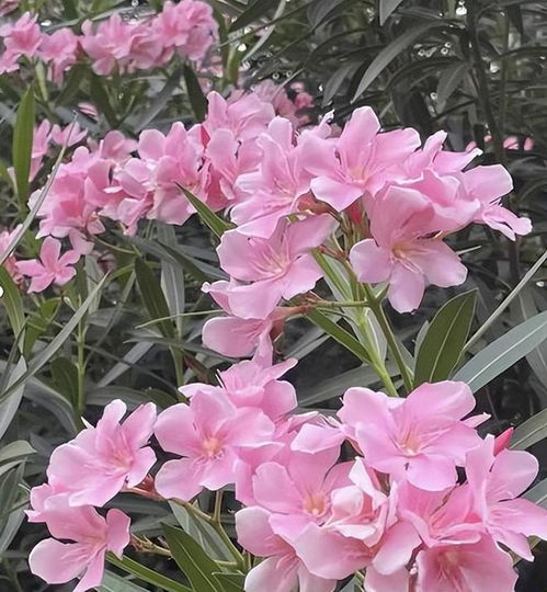 美丽与毒性的交织：探索花草风景中的剧毒之花