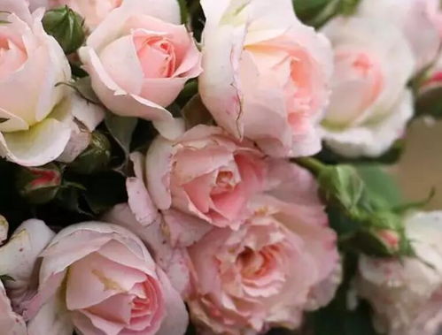 月季花， 那片惊艳的色彩