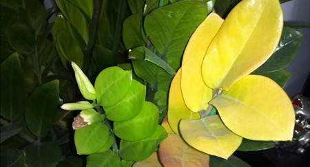 金钱树叶子发红发黑，是缺水还是病虫害？