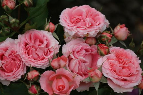 克劳德莫奈月季：色彩艳丽、 丰富