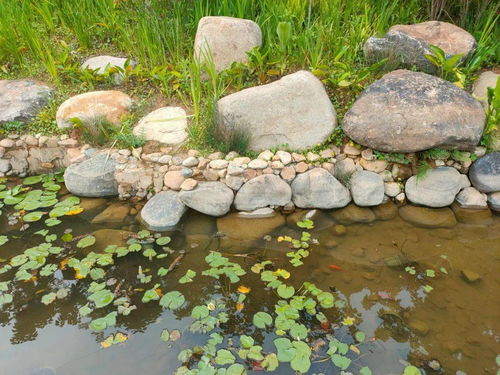 水生植物过满， 不只是美美哒，还有潜藏危机