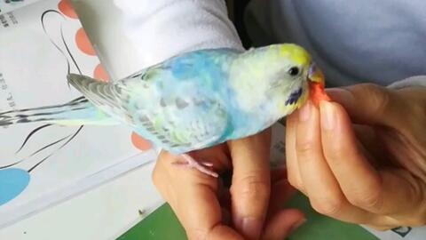 鹦鹉的生活环境