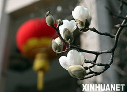 华北地区的玉兰种植